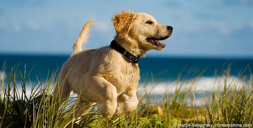 Dänemark mit Hund