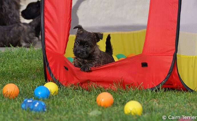 Spielzeug gehört zum Hundebedarf für Welpen