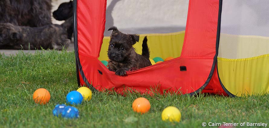 Spielzeug gehört zum Hundebedarf für Welpen