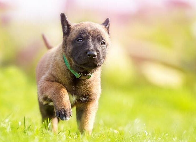 Welpe mit Nylon-Hundehalsband