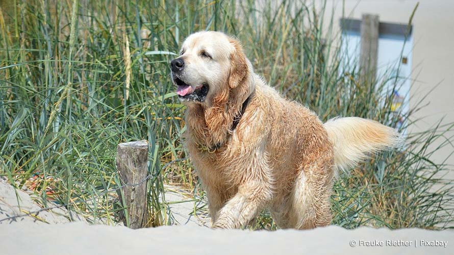 Reiseziele für Urlaub mit Hund in Deutschland